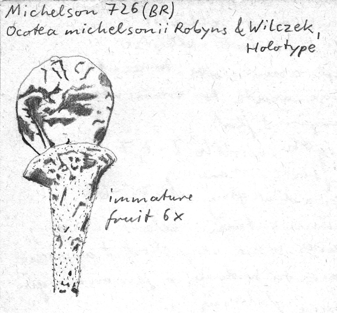 Vorschaubild Ocotea michelsonii Robyns & R. Wilczek